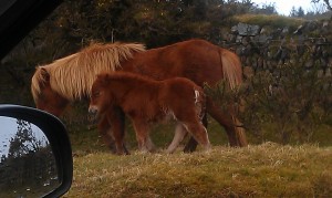 First foal seen at Delphi Bridge, St Breward, Bodmin Moor 