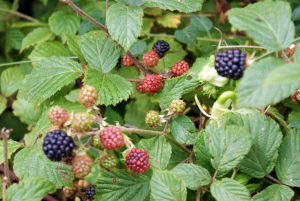Wild fruit growing in the hedgerows around St Breward
