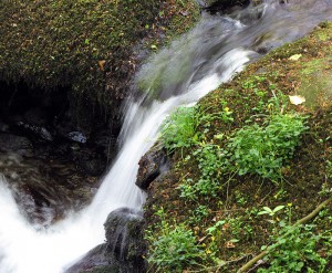 Darrynane Cottages has rivers and waterfalls within its grounds