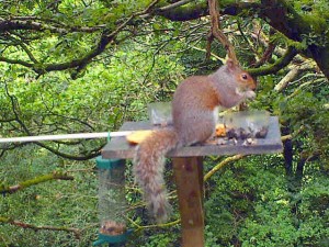 A Red Squirrel Feeding in woods North Cornwall