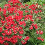 Lovely red shrub. I never know if its Azelea or Rhododendron!