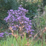 Purple Azalea!