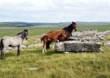 Bodmin Moor Wild Ponies, North Cornwall