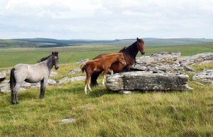 Bodmin Moor Wild Ponies, North Cornwall