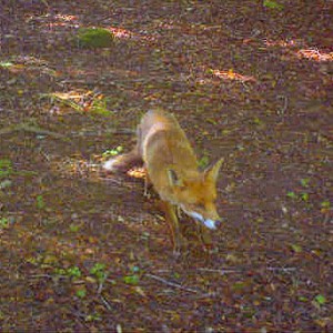 Wild Fox in the woods at Darrynane, Bodmin