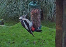 A Woodpecker Feeding at The Cottages