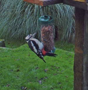 A Woodpecker Feeding at The Cottages