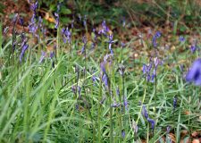 darrynane-bluebells