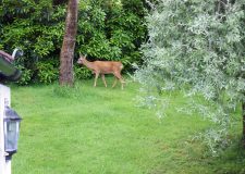An older shot of the deer on our lawn next to the eucalyptus which has now gone