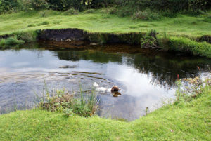 Wild swimming in De Lank River at Delphy bridge