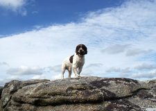 Pebbles on a boulder