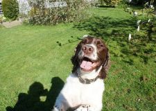 pebbles-waiting-for-a-stick