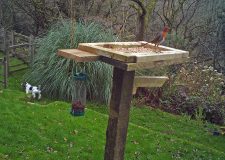 Beautiful robin in the garden at Darrynane Cottages