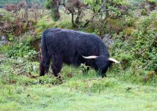 One of several highland beef cattle out on Bodmin Moor. This one is Angus