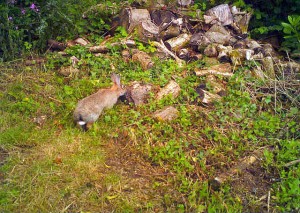 Rabbits in the woods at Darrynane Cottages