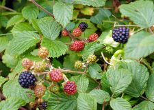 woodland-blackberries