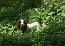 Frodo in the undergrowth