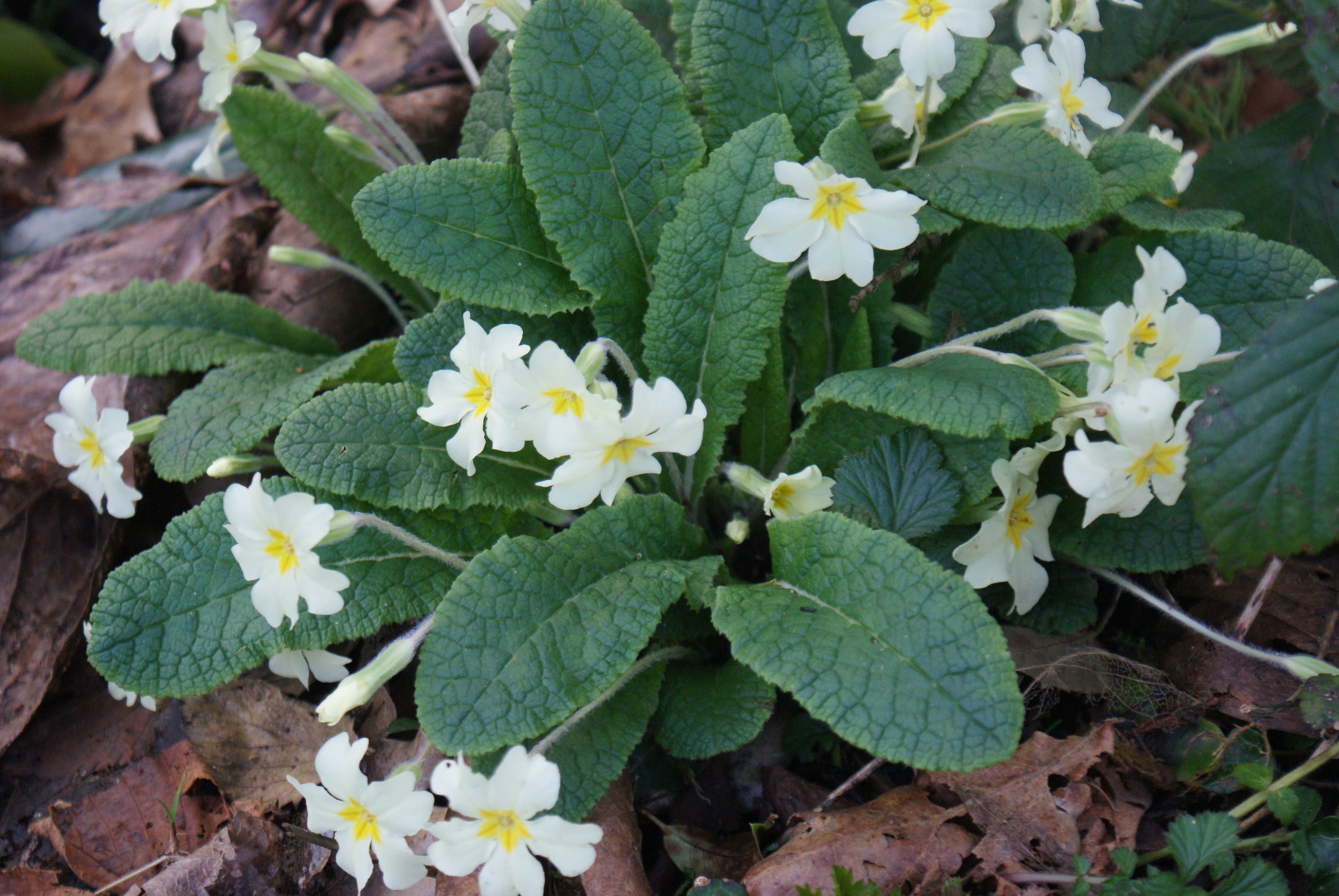 Primroses