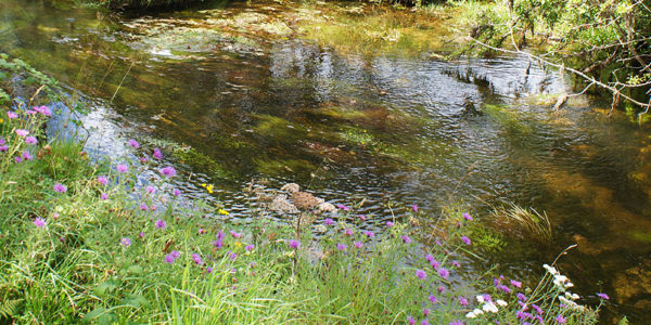 A gentle flowing stream out on Bodmin Moor, not far from Darrynane Cottages