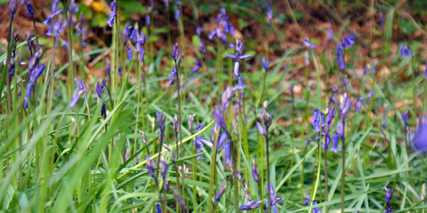 Bluebells growing in Darrynane Woods, popular with dog walkers staying at Darrynane Cottages