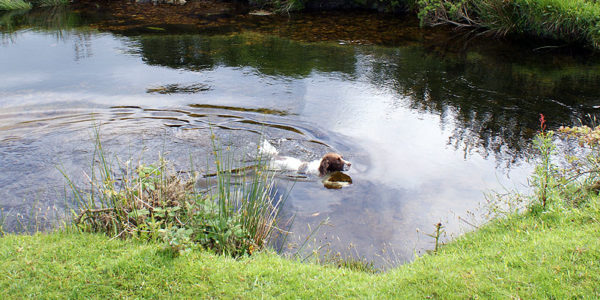 Pebbles in his favourite swimming hole on the de Lank river at Delphy Bridge on Bodmin Moor
