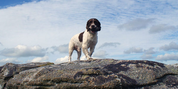 Pebbles on Jubilee Rock near Blisland, on one of our favourite walks