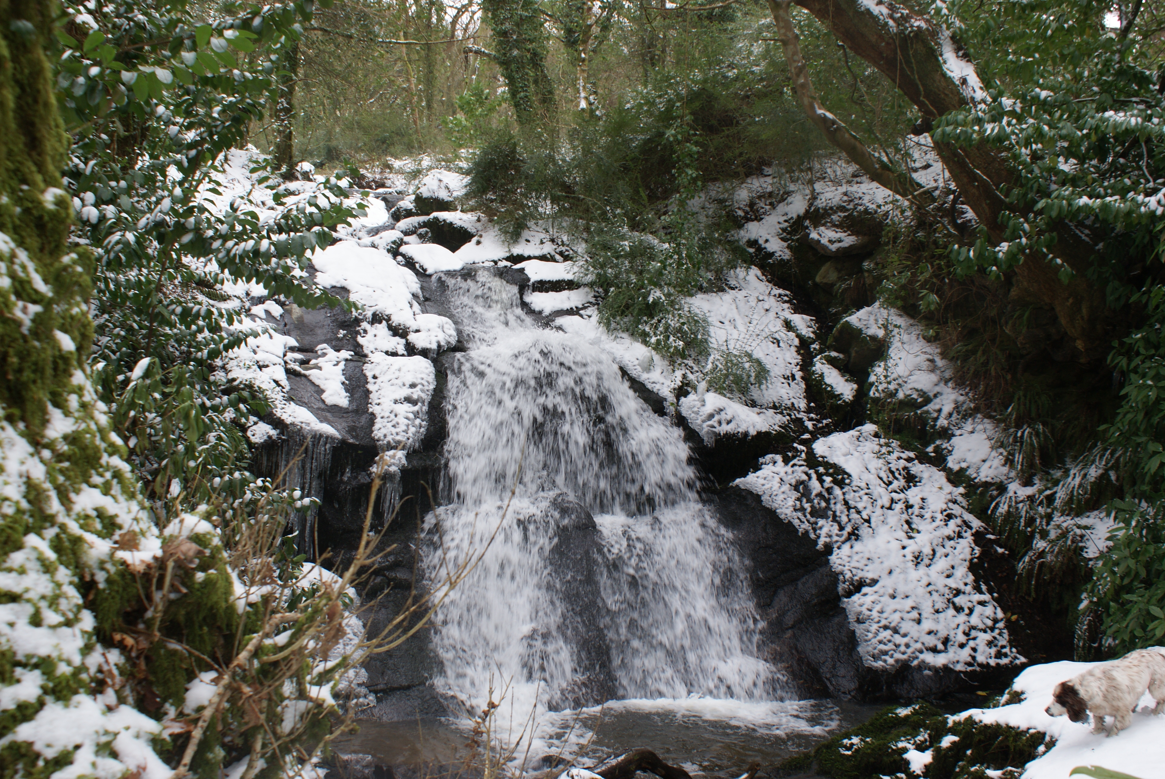 A snowy Darrynane waterfall, not seen very often in the last 20 years