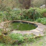 Fish pond after frogs been