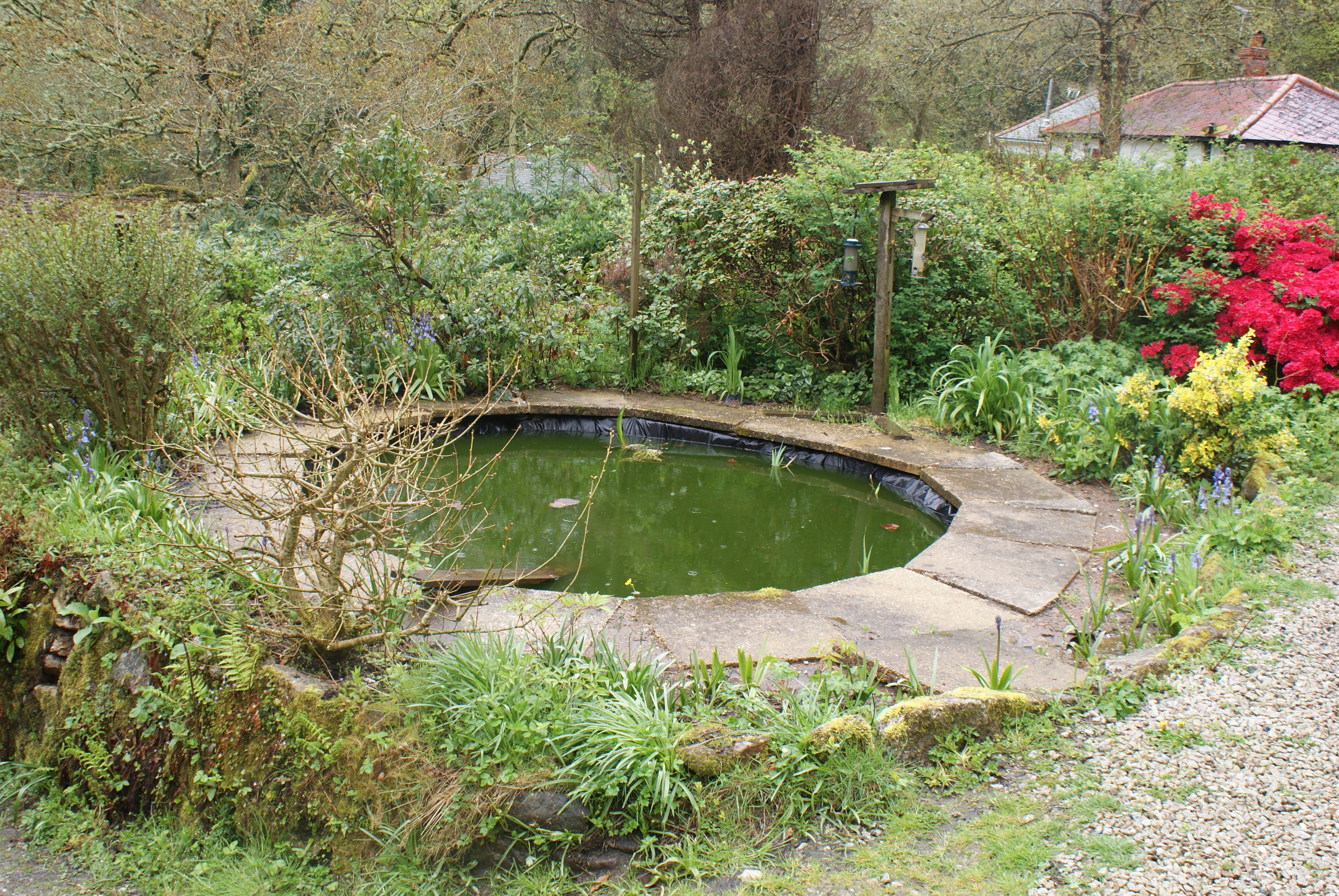 Fish pond after frogs been