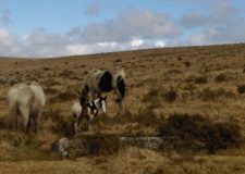 Little foal out on the Moor near St Breward