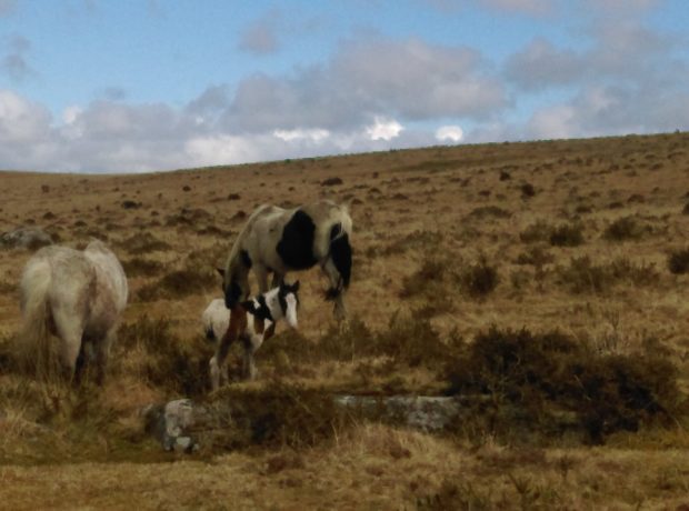 Little foal out on the Moor near St Breward