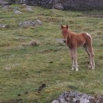 New born foal on the moor