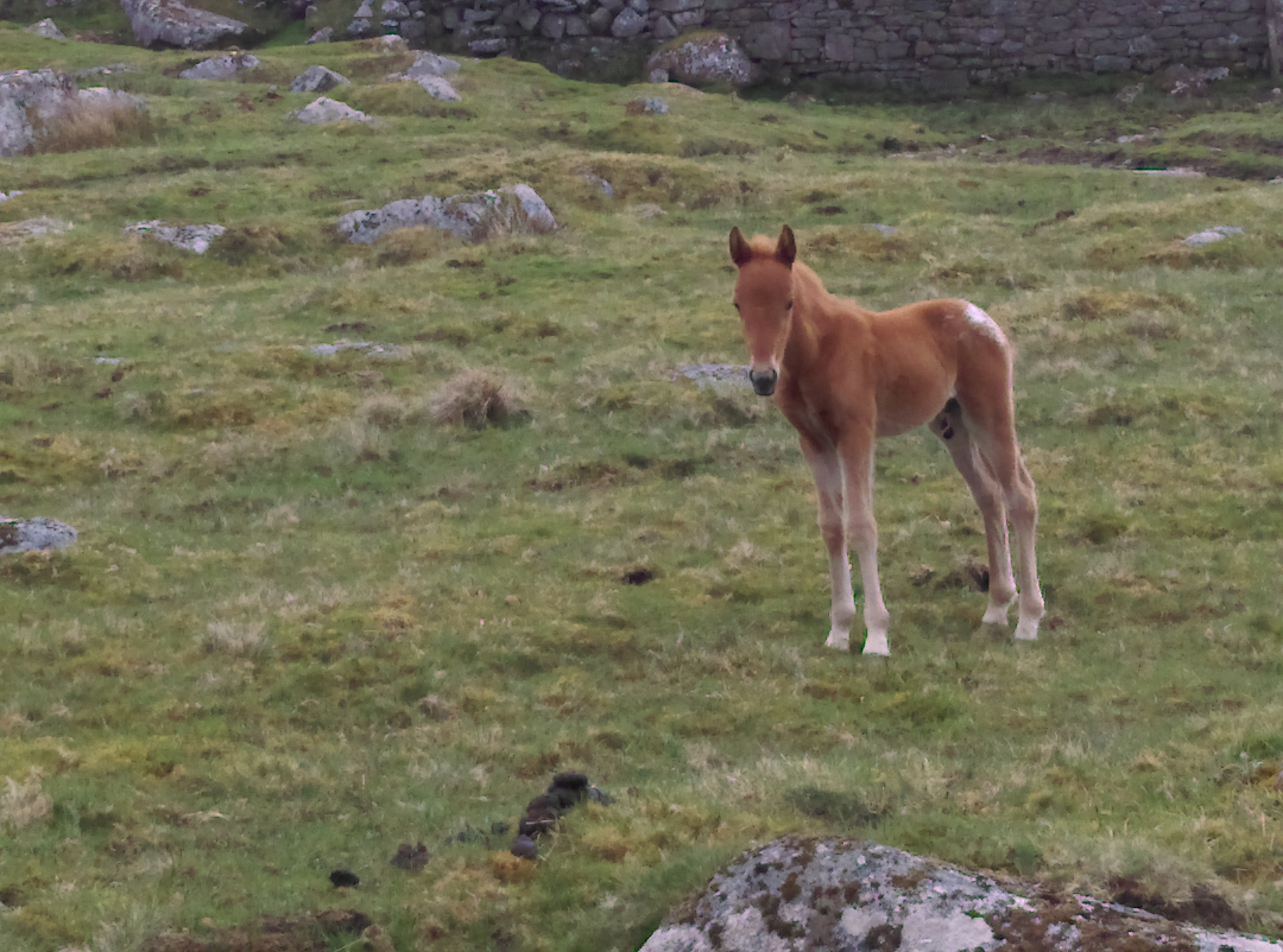 New born foal on the moor