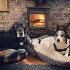 Two four legged guests enjoying their fireside spot.